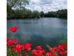 Jazero Baňa Nové Zámky - maky - autor: pepe K